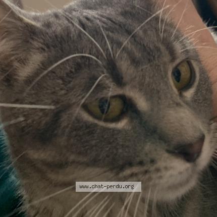 Foto 4/5 Gato encontrado Encontrado en Lasalle