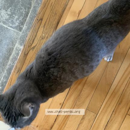 Foto 5/5 Gato encontrado Encontrado en Lasalle