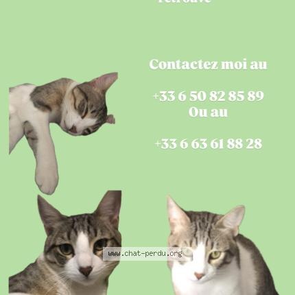 Foto 1/1 Chimchim Chat perdido en Rouen