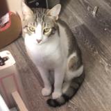 Foto del gato perdido en Rouen