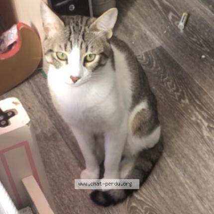 Foto 1/1 Chimchim Chat perdido en Rouen