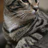 Foto del gato perdido en Briabane