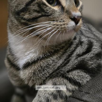 Foto 1/1 Sokio Chat perdido en Briabane