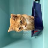 Foto del gato perdido en La Chapelle Sur Erdre