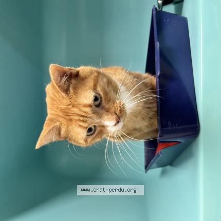 Foto 1/1 Tash Chat perdido en La chapelle sur erdre