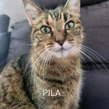 Foto del gato perdido en Cestas