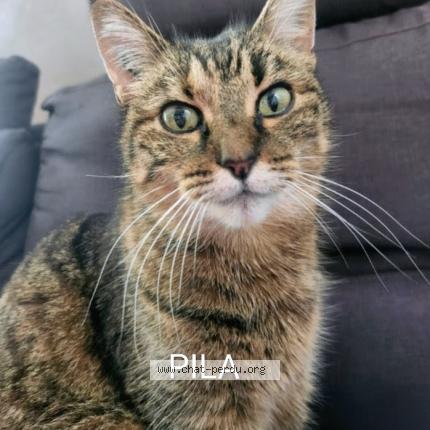 Foto 1/1 Clothilde Rigallaud Chat perdido en Cestas