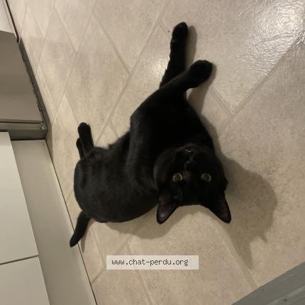 Foto 1/1 Loulou Chat perdido en Villepinte