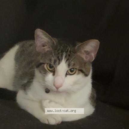 Foto 1/1 Toby Chat perdido en Middleton