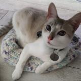 Foto del gato perdido en Le Peage De Roussillon