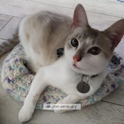 Foto 1/1 ZIVA Chat perdido en Le peage de roussillon