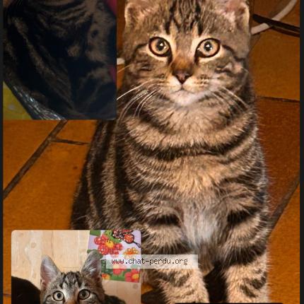 Foto 1/1 Arisu Chat perdido en Saint jean des champs