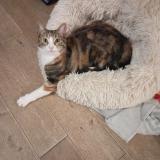 Foto del gato perdido en Conflans Sainte Honorine