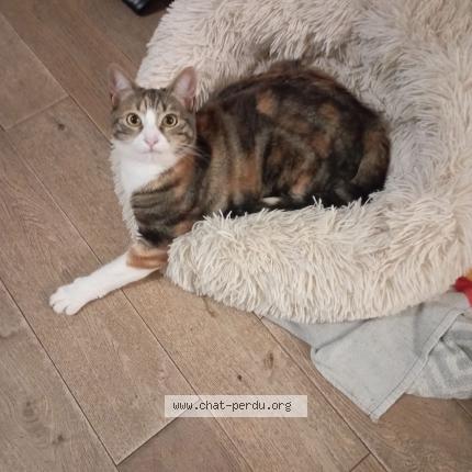 Foto 1/1 Isis Chat perdido en Conflans sainte honorine