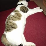 Foto del gato perdido en Buxerolles