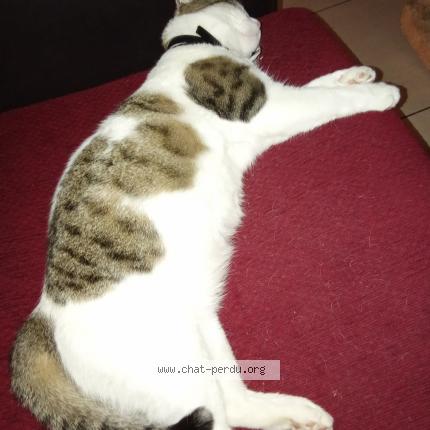 Foto 1/1 Kita Chat perdido en Buxerolles