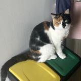 Foto del gato perdido en Amiens