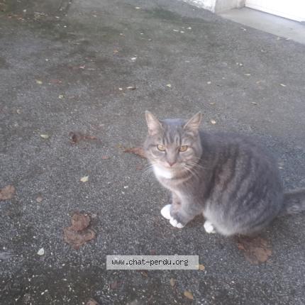 Foto 1/1 Gato encontrado Encontrado en Montreuil