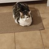 Foto del gato perdido en Six Fours Les Plages