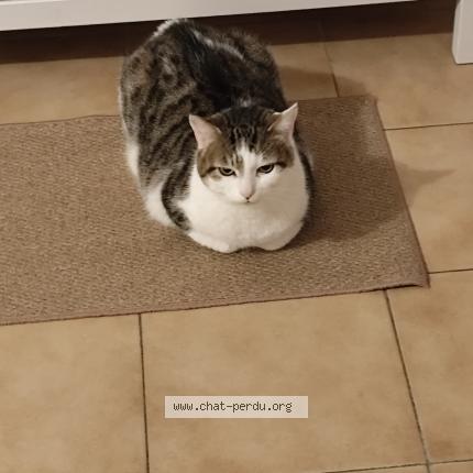 Foto 1/1 Juniper Chat perdido en Six fours les plages