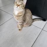 Foto de gato encontrado en Saint Maximin La Sainte Baume