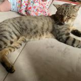 Foto del gato perdido en Juniville