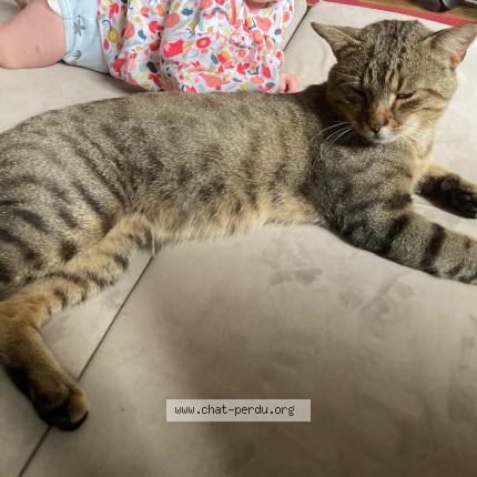 Foto 1/1 Malo Chat perdido en Juniville