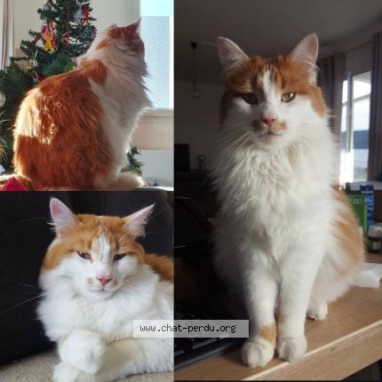 Foto 1/1 HIRO Chat perdido en St hilaire de brethmas