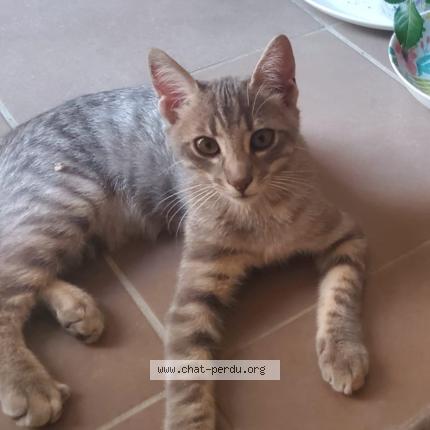 Foto 1/1 Zig Chat perdido en Montauban