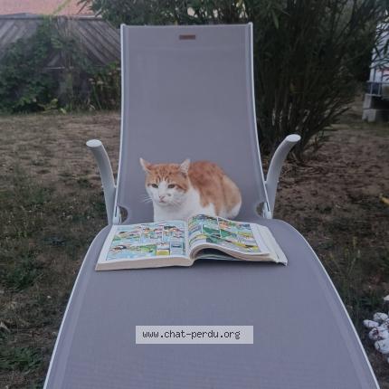 Foto 1/1 Rouky Chat perdido en Saint laurent des autels