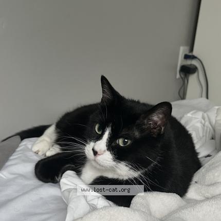 Foto 1/1 Susu Chat perdido en Lehi