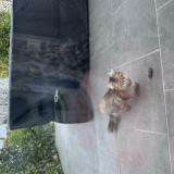 Foto de gato encontrado en Giberville