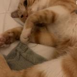 Foto del gato perdido en St Priest