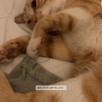 Foto 1/1 Sans nom Chat perdido en St priest