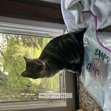 Foto 1/1 rosie Chat perdido en Alcester