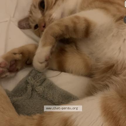 Foto 1/1 Caramel Minou Chat perdido en St priest