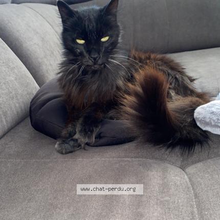 Foto 1/1 Mia Chat perdido en Terrats