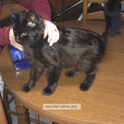 Foto 1/1 Gato encontrado Encontrado en Espaly saint marcel