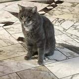 Foto del gato perdido en Thenezay