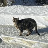 Foto del gato perdido en Beaune