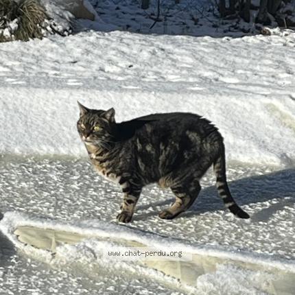 Foto 1/1 tigrou Chat perdido en Beaune