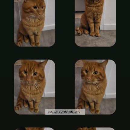 Foto 1/1 Gato encontrado Encontrado en Longwy