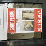 Foto del gato perdido en Illkirch Graffenstaden