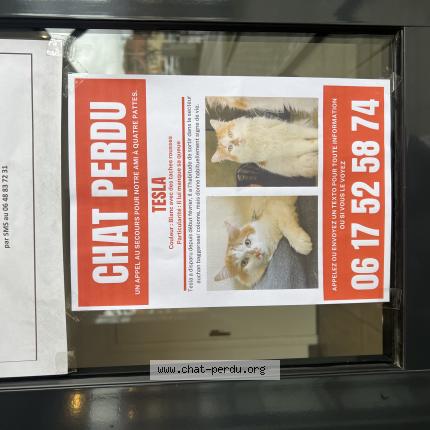 Foto 1/1 Tesla Chat perdido en Illkirch graffenstaden