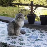 Foto del gato perdido en Morschwiller Le Bas