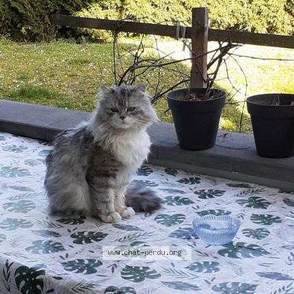 Foto 1/1 Zayn Chat perdido en Morschwiller le bas