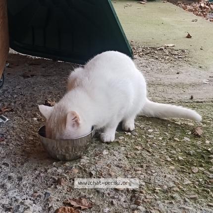 Foto 1/1 Gato encontrado Encontrado en Servies