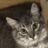 Foto del gato perdido en Stanton