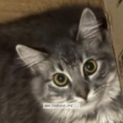 Foto 1/1 Cleo Chat perdido en Stanton