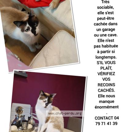 Foto 1/1 Noxy Chat perdido en Grivegnee